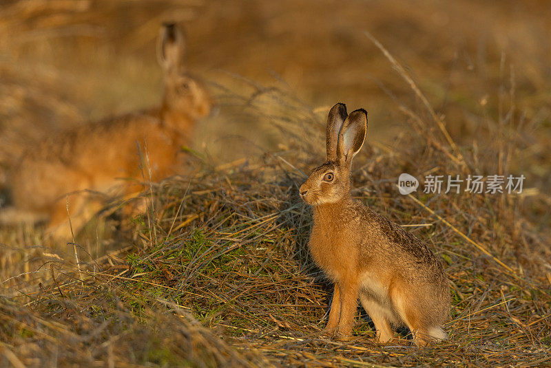 两只欧洲野兔(Lepus europaeus)
